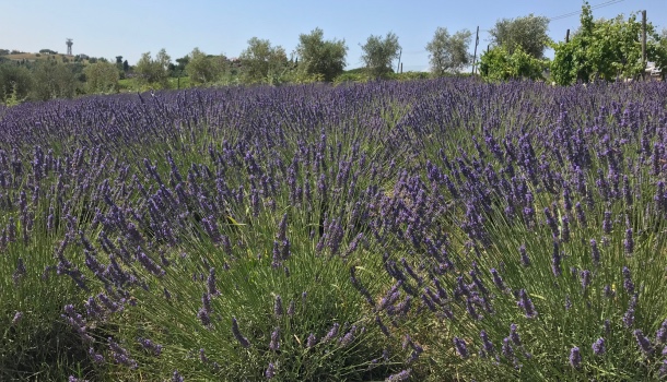 la lavanda del podere lemniscata