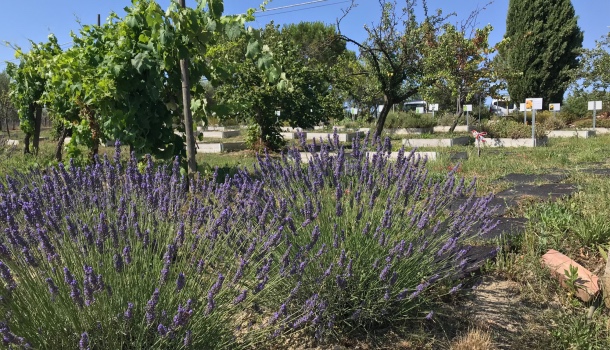 RACCOLTA E DISTILLAZIONE DELLA LAVANDA OFFICINALE: IL VIDEO - RACCONTO 