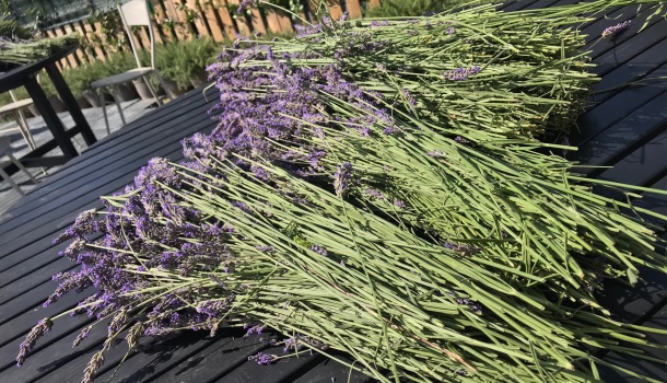 raccolta della lavanda a montespertoli